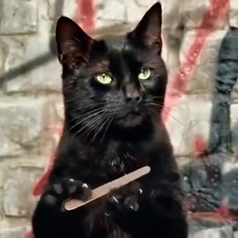 doc276601274_510152636