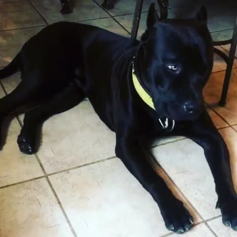 24842942_392498184496550_338351373185712128_n