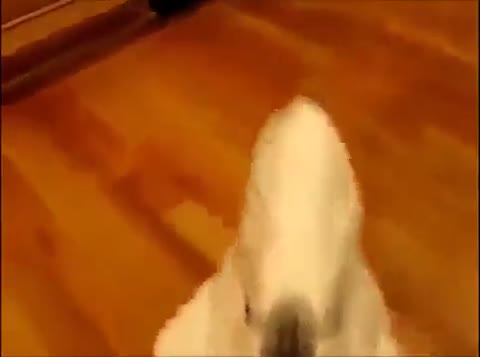 попугай_быкует