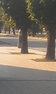 Осень_на_Пастеровской_в_Черкассах