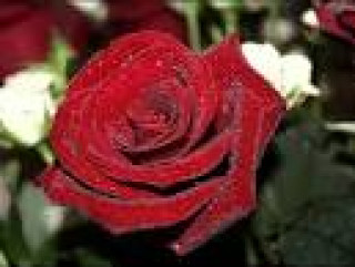 images_24