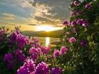 images_25