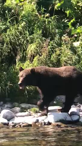 video-b2e8d6882168537a8afb10468fbc5247-V