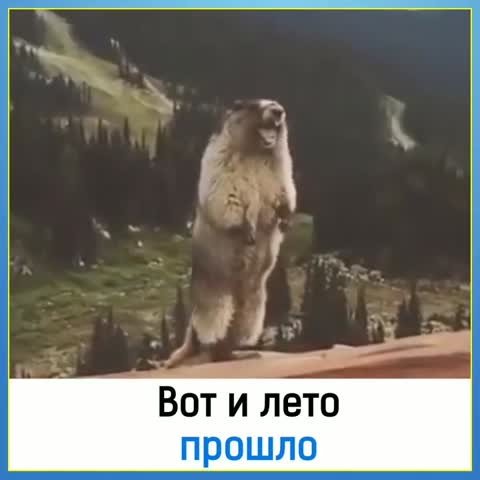 прикол