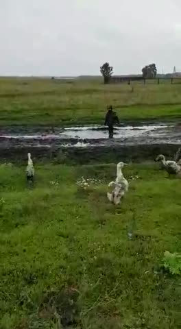 Погулял