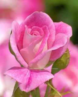 роза Нежность