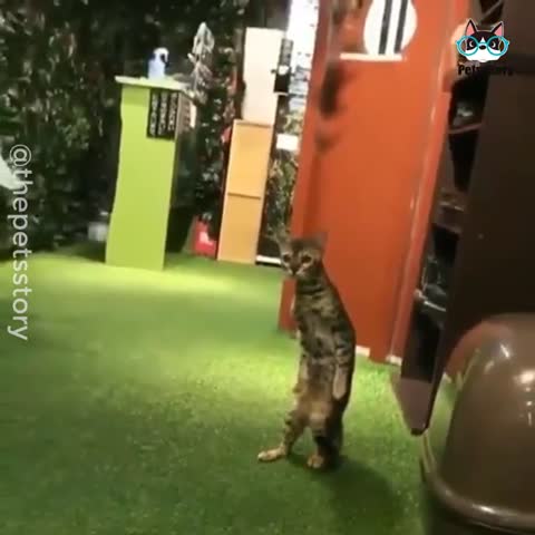 Такие_разные_котята