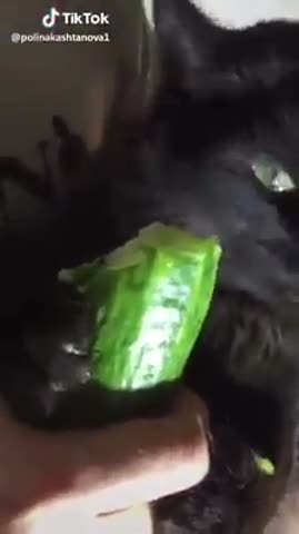 Обжорка