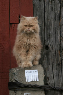 кот купит дом