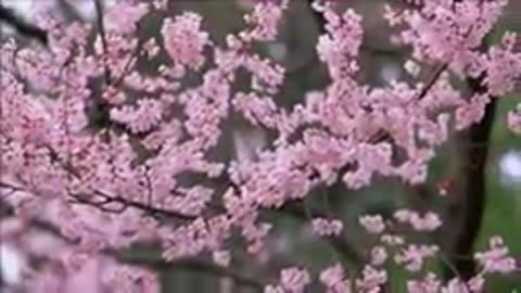 Foiz__Shopen_-__Шопен___Весенний_вальс__144_X_256_