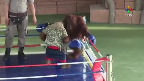 Обезьяны_делают_неплохой_бокс