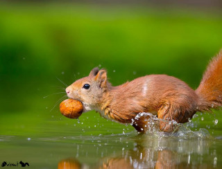 nuts_about_squirrels___B2wbukIHXOf___