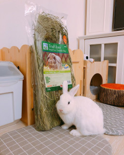 bunnygold405_1___B3EdSYTFlcW___