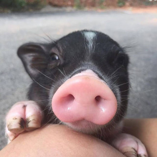 lnstagramanimals___B1ikEjHIpEi___