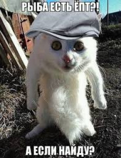 Кот_рыбак13