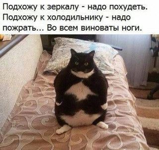 Кот21