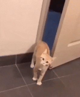 08-10-00-vgif--34978