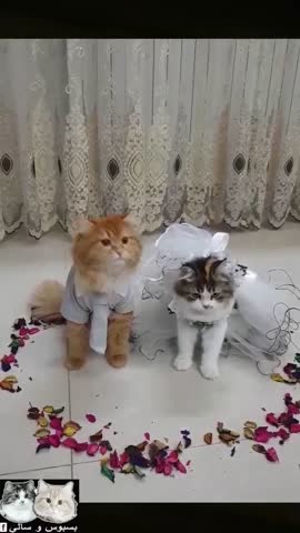 Жизнь_у_котят