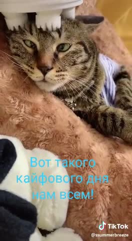 Кайфовое утро