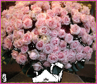 roses-60