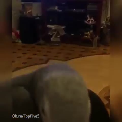 Звезда_-_говорящий_попугай_Тимоша__Кто_еще_не_видел_советую_посмотреть
