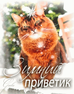 Зимний_приветик