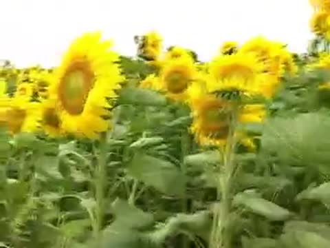 Харьков_под_Ласковый_Май