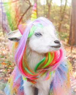 everyday_goats_life___B30Ch4-AuTE___