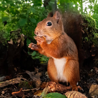 squirrels_by_fotoscenen___B3LxonCIOrd___