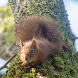 squirrels_by_fotoscenen___B3tONKfgTQW___