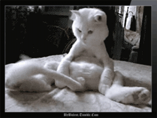 котИхвост