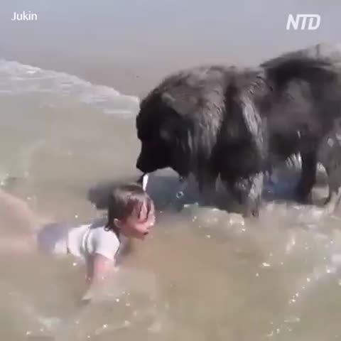 Любовь_собачек_2
