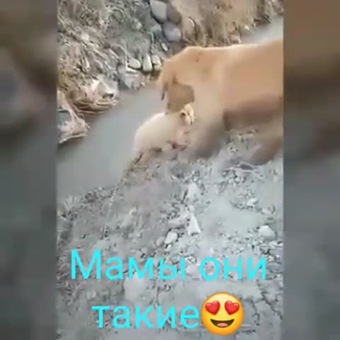 Мамы_они_такие