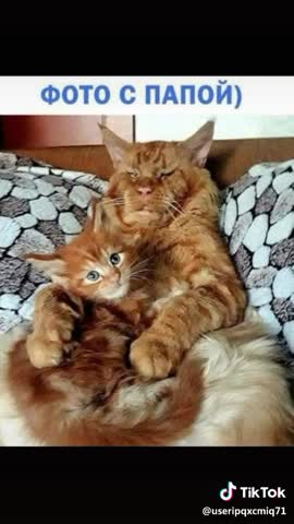 Прикольные_котята
