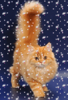 Снежный котик