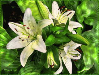 Лилии