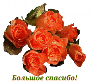 Розы Большое спасибо