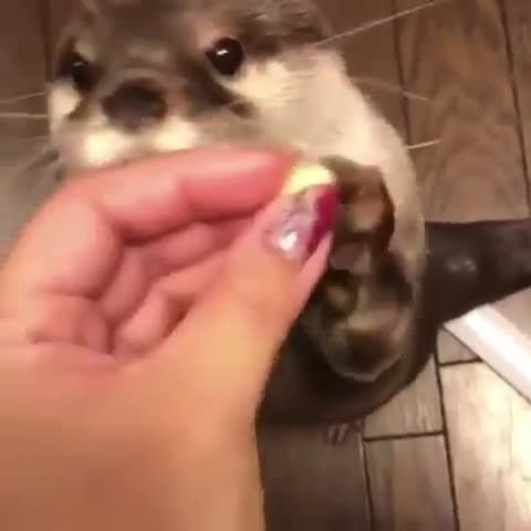 лапочка