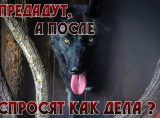 Predadut-