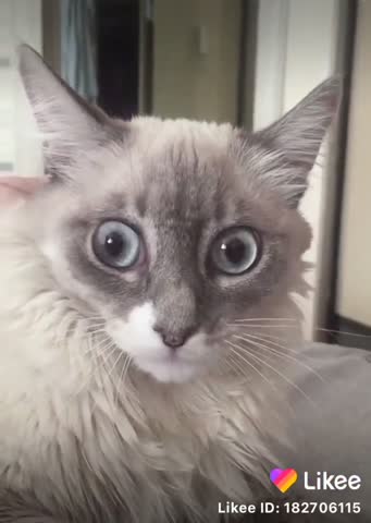 likee_video_6761455183198087157