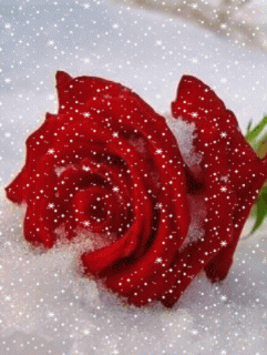 roza_na_snegu