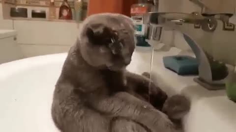 кот