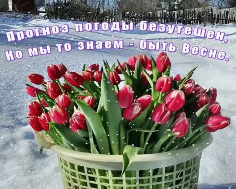 Тюльпаны
