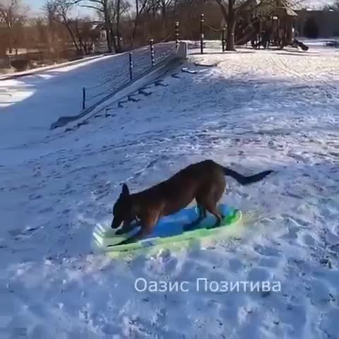 Шарик_домой_Я_ещё_покатаюсь