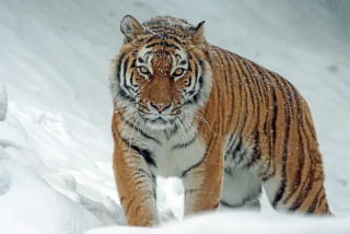 amurtiger-1975790__480