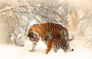 tiger-591359__480