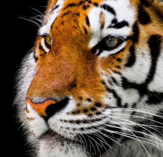 animal-2923186__480
