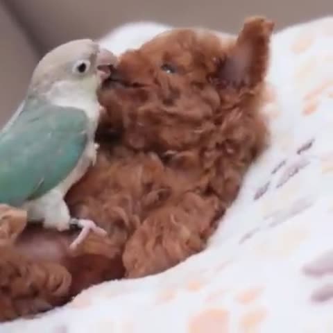 Смотри_какая_красота