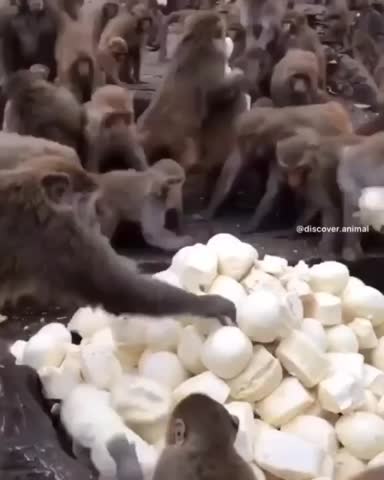 В_Пятерочке_сегодня_халяву_раздают