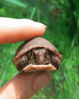 1251727697_1623007_gif_280x210